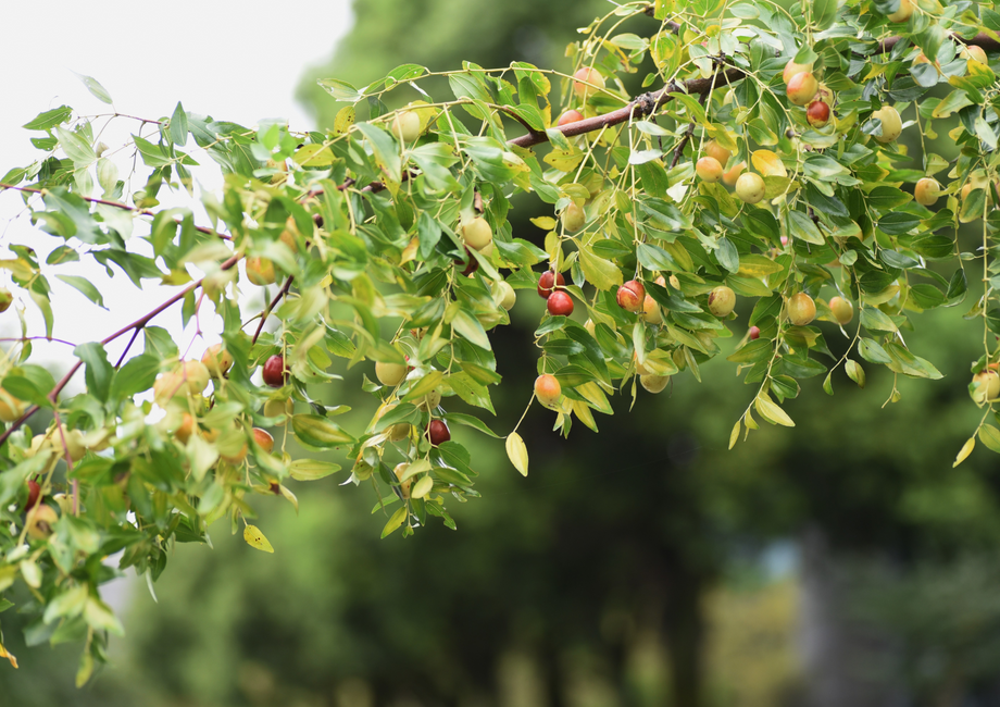 国産生なつめ・棗【2025年度】 – 株式会社八仙